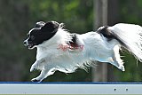 Canis donderdag