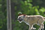 Canis donderdag