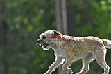 Canis donderdag