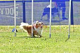 Canis donderdag