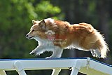 Canis donderdag