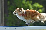 Canis donderdag