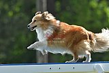 Canis donderdag