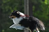Canis donderdag