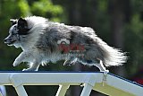 Canis donderdag