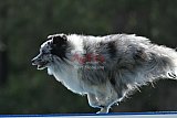 Canis donderdag