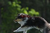 Canis donderdag
