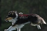 Canis donderdag