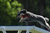 Canis donderdag