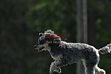 Canis donderdag