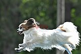 Canis donderdag