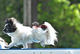 Canis donderdag