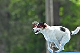 Canis donderdag