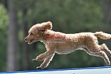 Canis donderdag