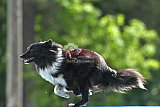 Canis donderdag