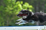 Canis donderdag