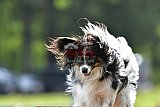 Canis donderdag