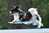 Canis donderdag