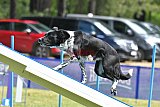 Canis donderdag