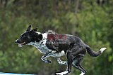 Canis donderdag