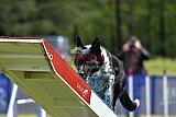 Canis donderdag