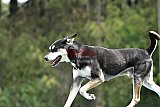 Canis donderdag