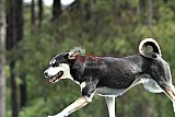 Canis donderdag