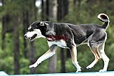 Canis donderdag