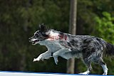 Canis donderdag