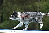 Canis donderdag