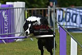 Canis donderdag