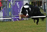Canis donderdag