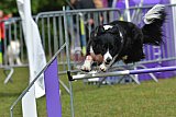 Canis donderdag