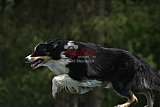 Canis donderdag