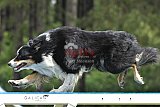 Canis donderdag