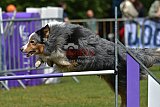 Canis donderdag