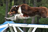 Canis donderdag