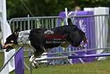 Canis donderdag