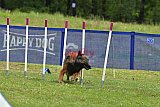 Canis donderdag