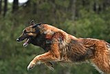 Canis donderdag