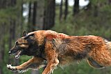Canis donderdag