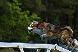 Canis donderdag