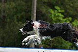 Canis donderdag