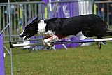Canis donderdag