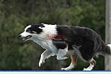 Canis donderdag