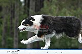 Canis donderdag