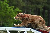 Canis donderdag