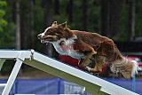 Canis donderdag