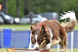 Canis donderdag