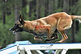 Canis donderdag